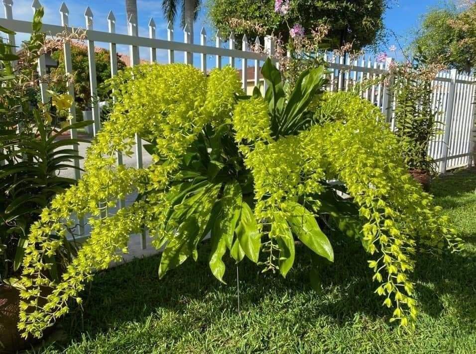 HOA LAN DENRO VŨ NỮ HOÀNG HẬU XANH