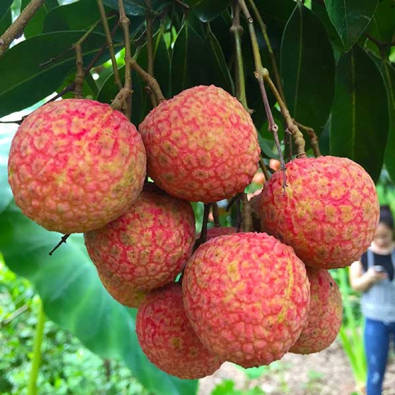 Cây vải thiều chiết cành to