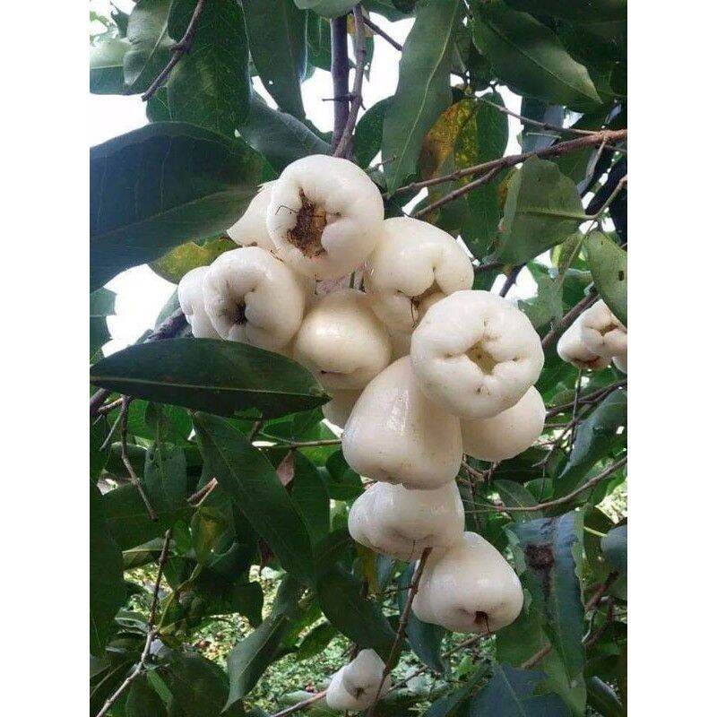 Cây giống mận sữa siêu ngọt trái sớm