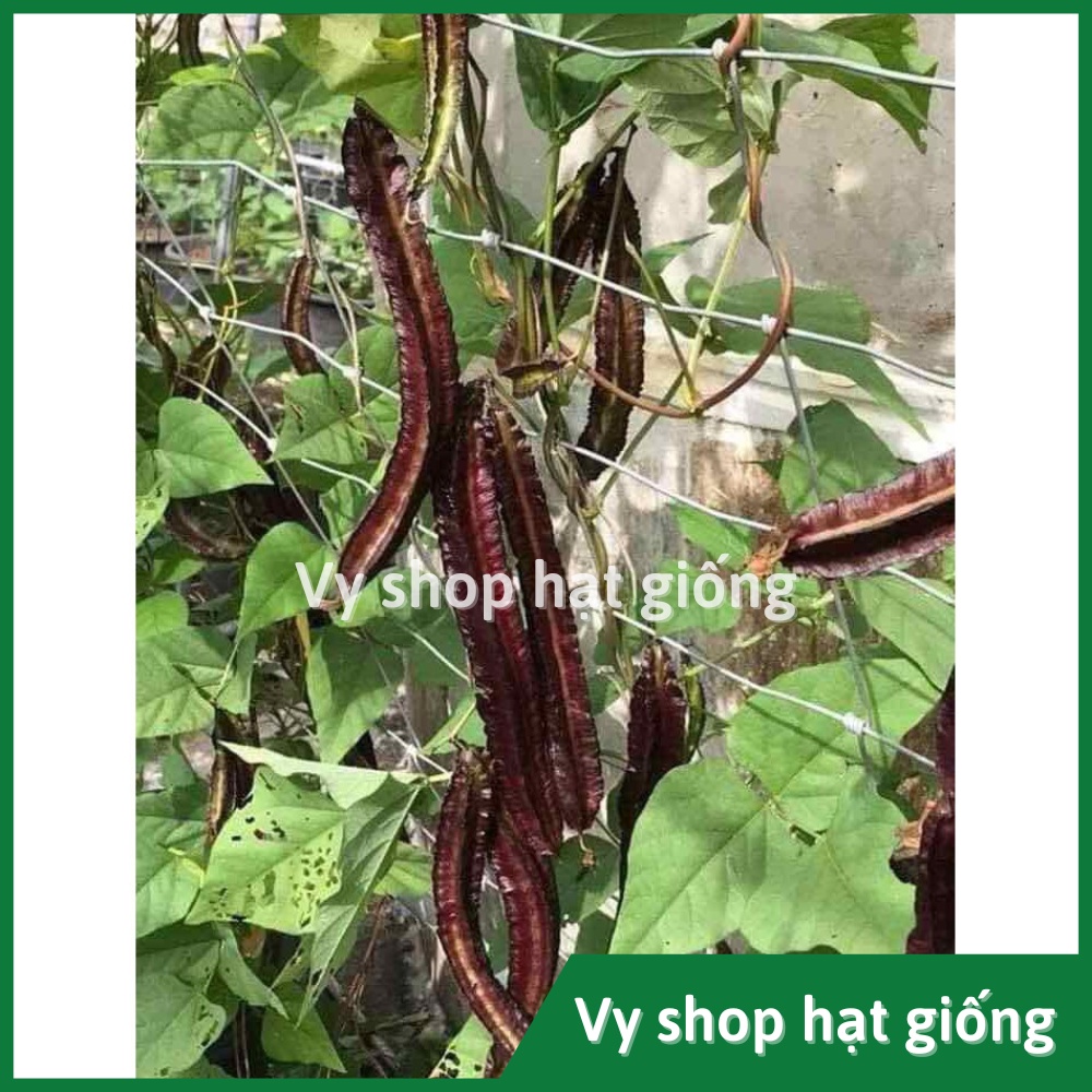 Hạt giống đậu rồng tím (đậu khế) Thái Lan gói 10 hạt