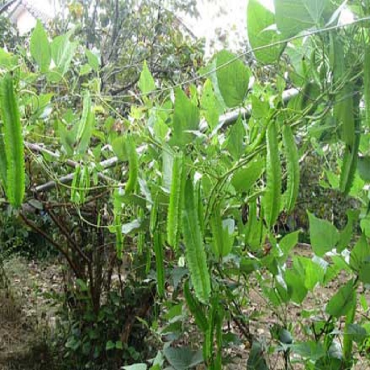 Hạt giống Đậu Rồng ( đậu khế)