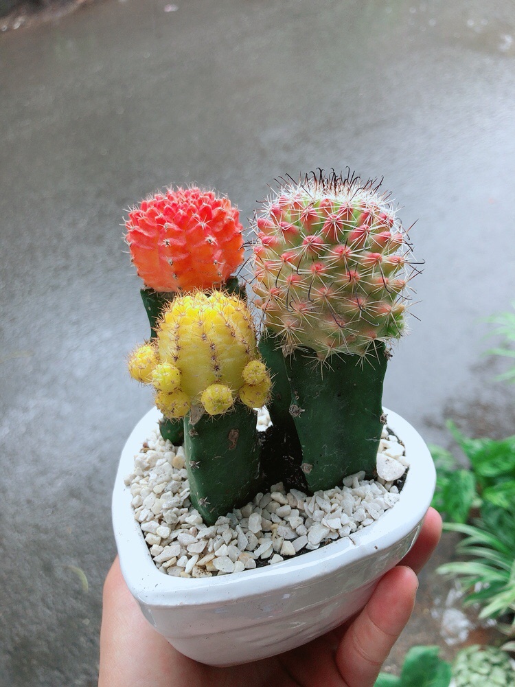 Chậu Xương Rồng Trái tim
