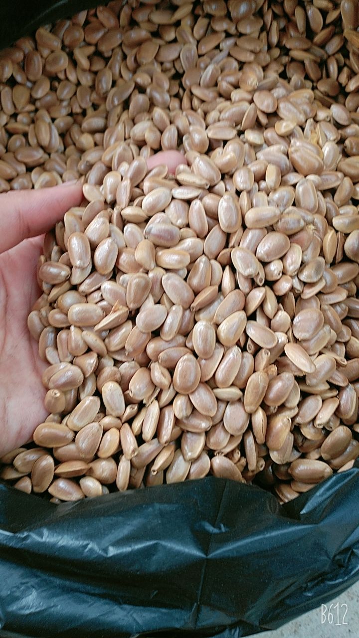 500g Hạt Bình Bát Khô Nhà Làm 366l