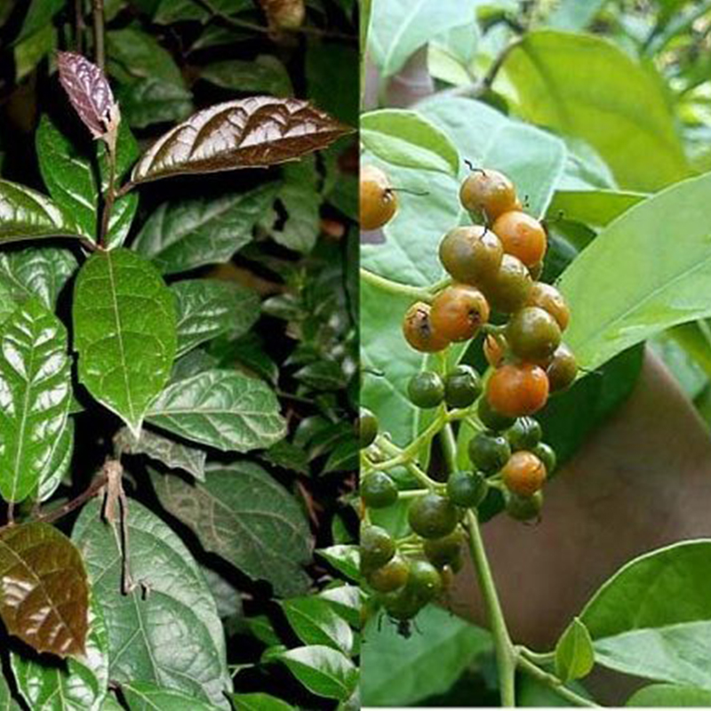 Xạ đen Hòa Bình (gói 1kg khô) - DB003