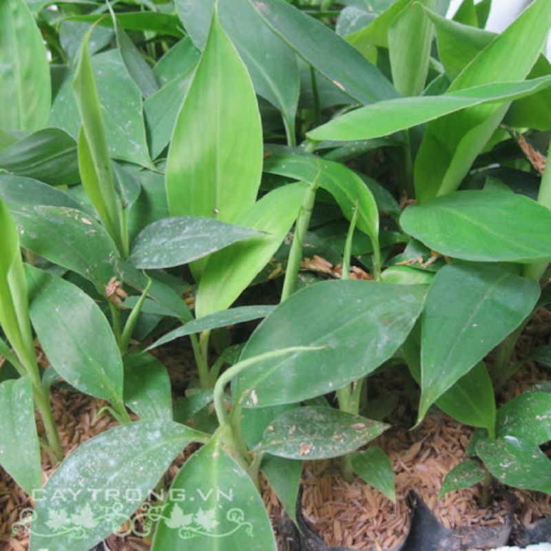 CÂY GIỐNG CHUỐI TIÊU CẤY MÔ (cây giống có bảo hành )
