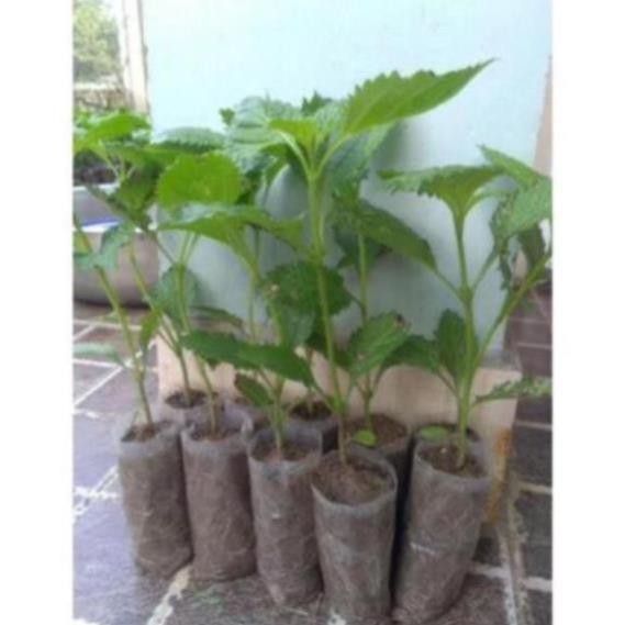 Combo 10 cây đuôi chuột hoa tím (Cây mạch lạc)