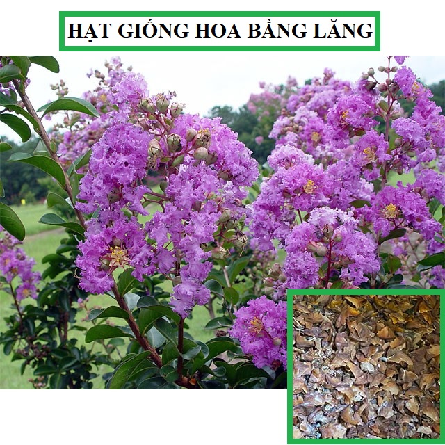 Hạt Giống Hoa Bằng Lăng Tím - Gói 30 hạt