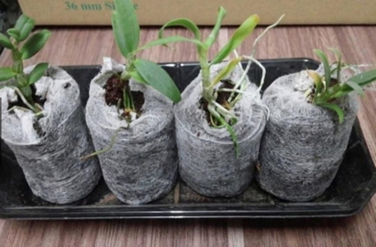 10 Viên nén xơ dừa