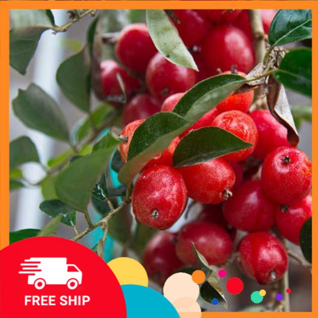 Cây NHÓT NGỌT giống, quả to hạt nhỏ, cây nguyên bầu