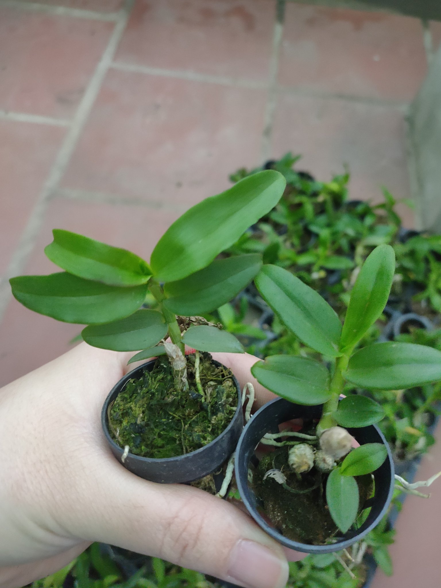Phi điệp hồng tuyền giống