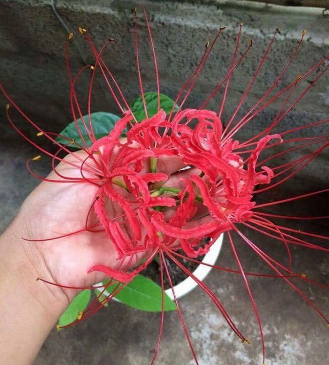 Củ giống hoa bỉ ngạn hoa màu đỏ ( 1 củ )[Seeds]