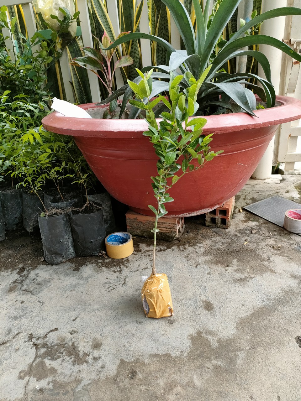 10 cây siro giống giá 200k
