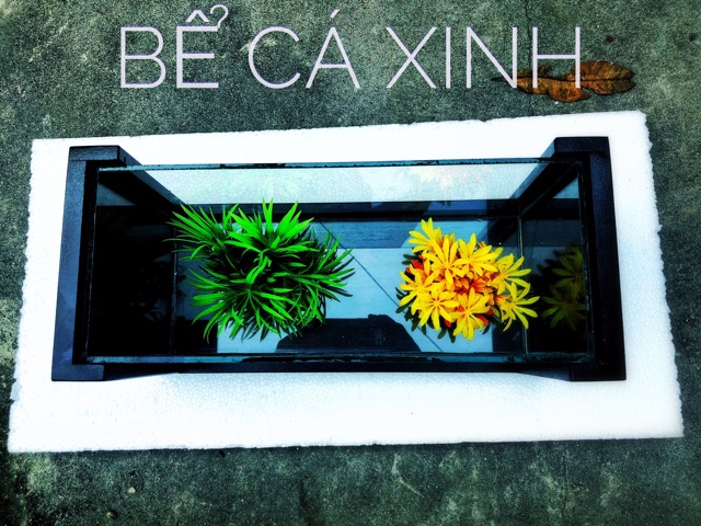 Combo bể cá khung gỗ cỡ lớn (tặng phụ kiện trang trí hồ cá cảnh)