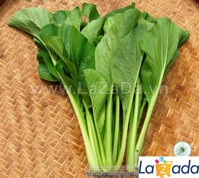20Gr Hạt Giống Cải Ngọt (A3.301| G1*W24*M121)