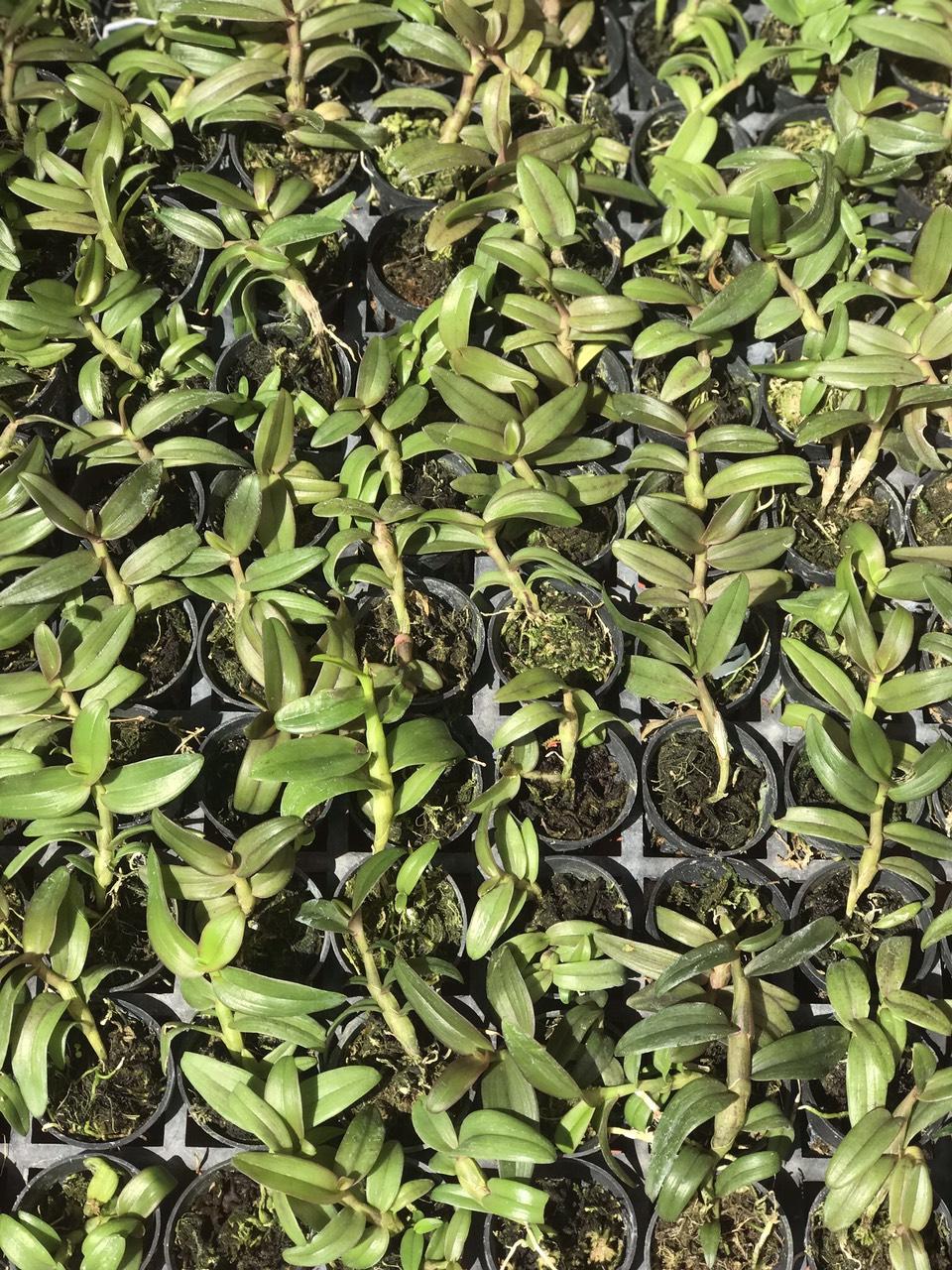 Phi điệp 6 mắt hàng giống