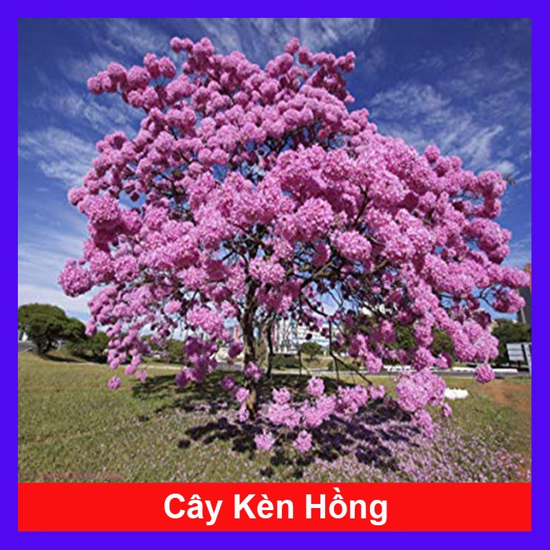 Cây Kèn Hồng - cây cảnh sân vườn