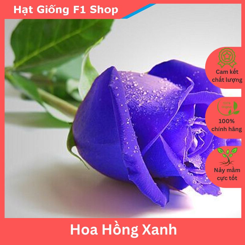 Hạt Giống Hoa Hồng Xanh (20H) (417.F1)