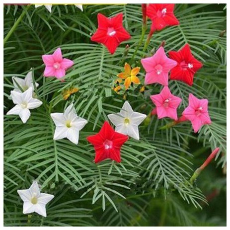 "Gói 20 Hạt " Hạt giống hoa leo giàn tóc tiên mix màu