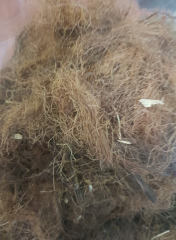 100g trà râu ngô
