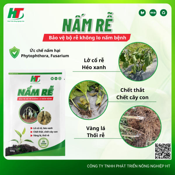 NẤM RỄ – XỬ LÝ NẤM BỆNH TRONG ĐẤT