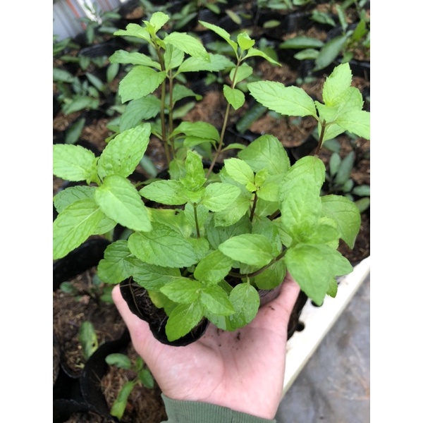 Cây Bạc Hà Peppermint - Bạc Hà Cay
