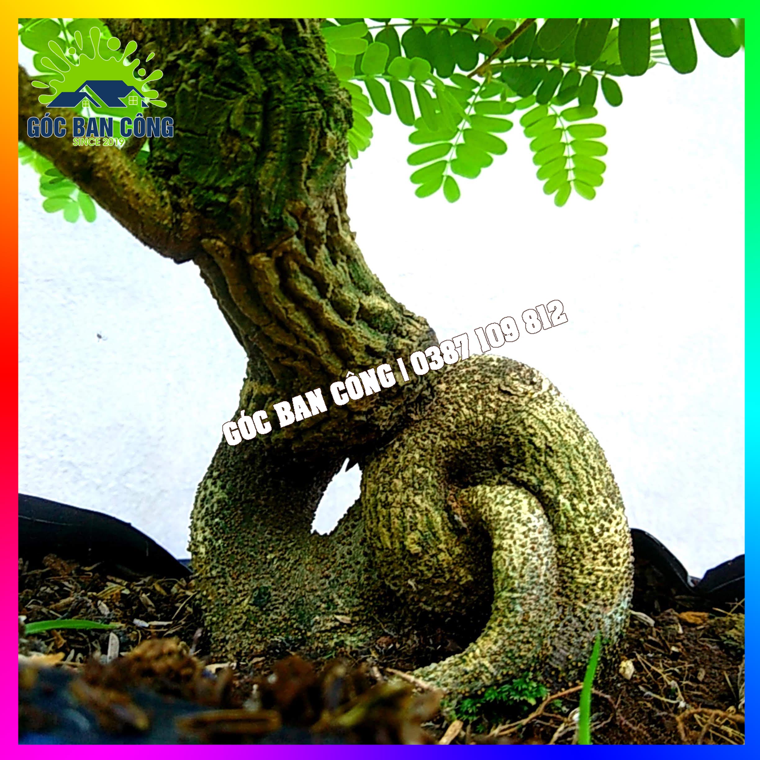 Cây Me Bonsai Mini - MCBS05
