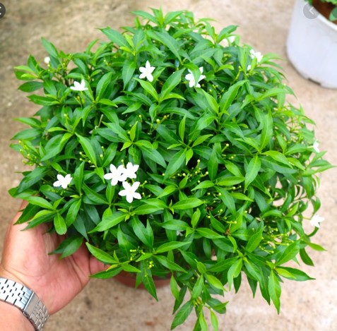 Mai Vạn Phúc