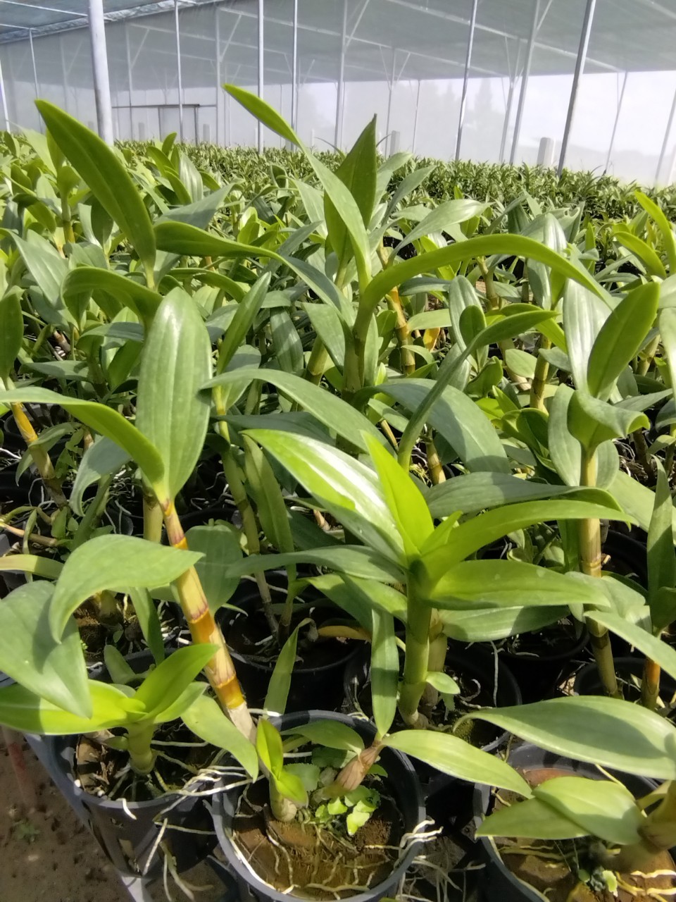 [Giá hủy diệt] combo 5 chậu denro nắng trưởng thành chỉ 100k