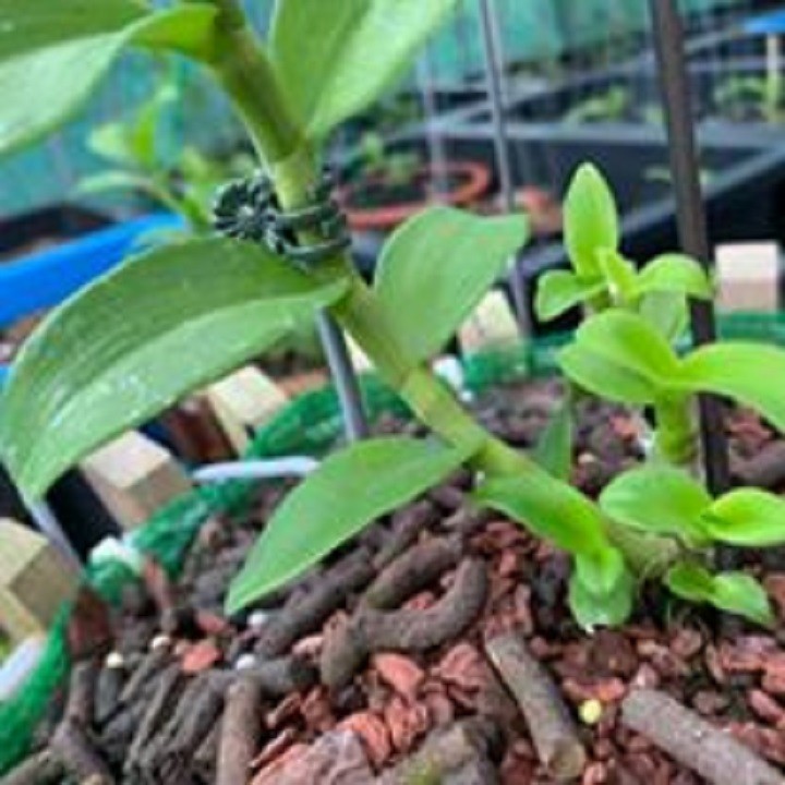 Hoa phong lan phi điệp - ngọc viễn đông(cao 25-30cm,bộ rễ khỏe)