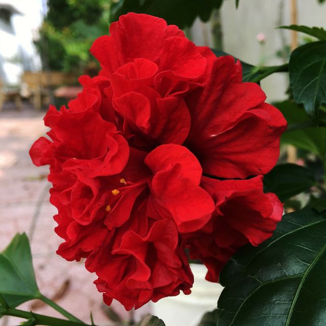 Hạt giống hoa dâm bụt kép
