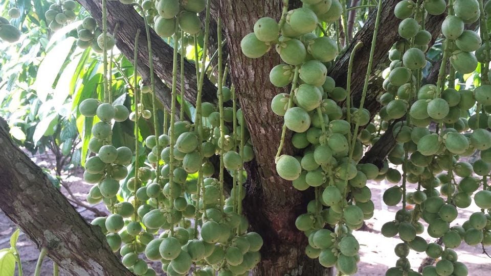 Cây giống dâu da xanh trái tròn