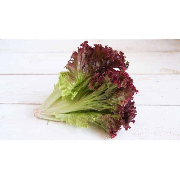 Tay bóp bình xịt DUDACO