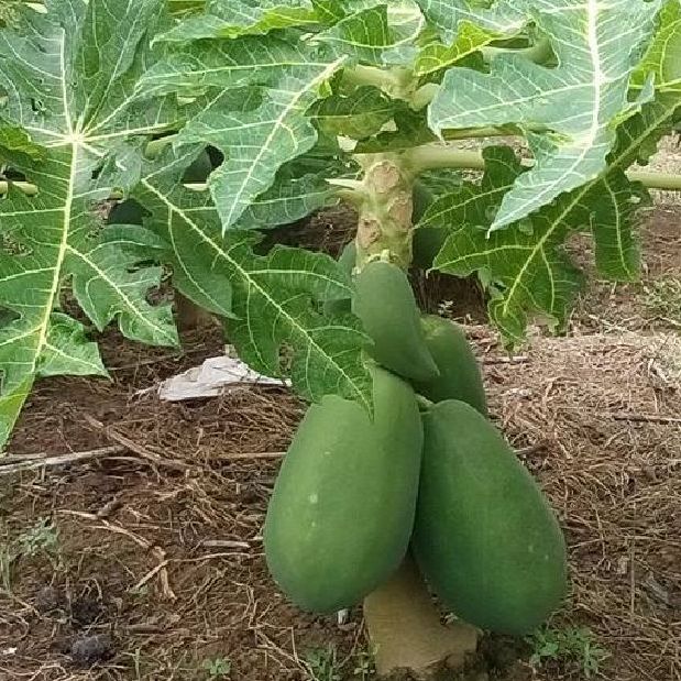 Hạt giống đu đủ lùn siêu trái/gói 10 hạt