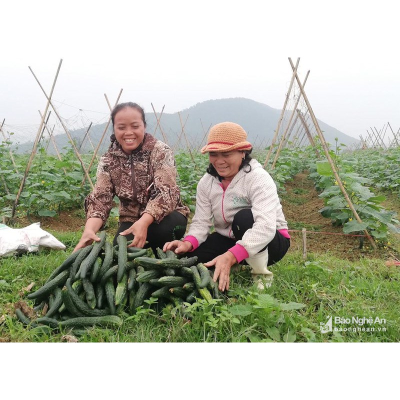 Hạt Giống Dưa Chuột Nhật F1 - 10 hạt