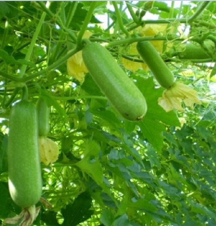 Hạt Giống Bí Đao Chanh Lai F1 - (10 hạt)
