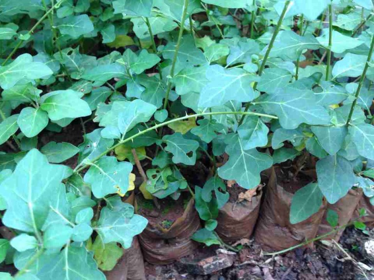 cây CÀ GAI LEO cây giống gửi đi nguyên bầu - MÁT GAN GIẢI ĐỘC