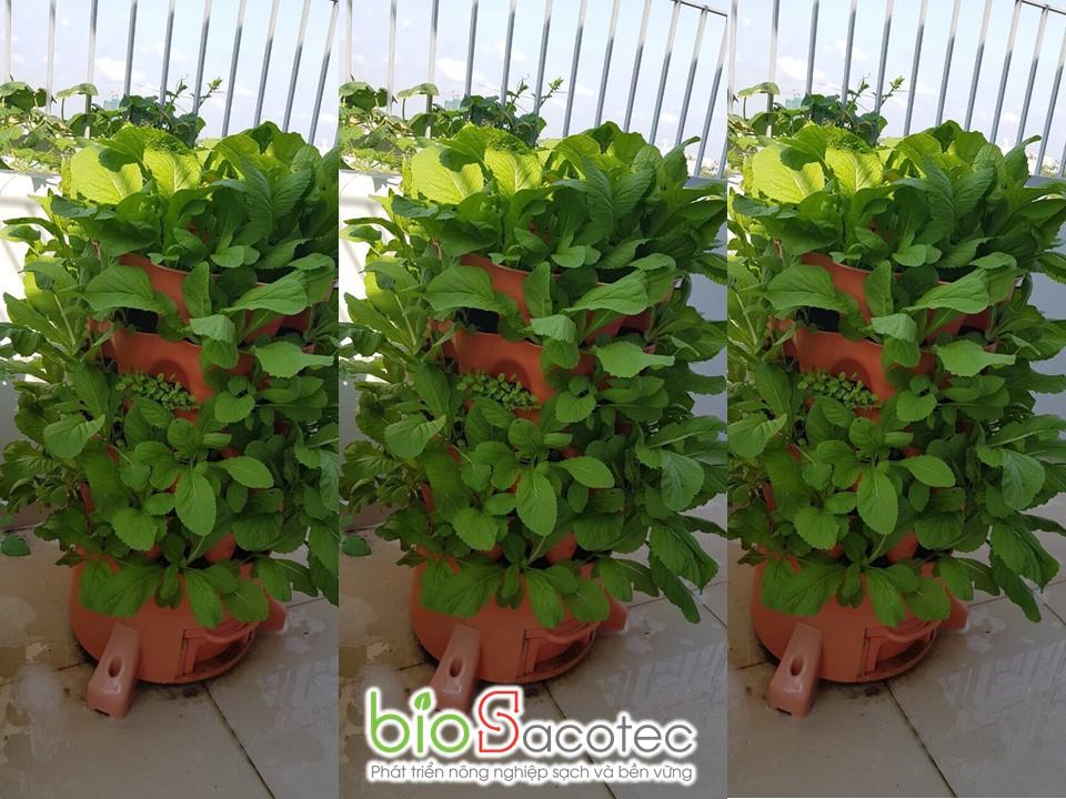 Tháp rau hữu cơ tại nhà BIOSACOTEC