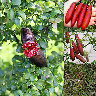 CÂY GIỐNG TRANH TRỨNG CÁ HỒI  (CHANH NGÓN TAY ÚC)