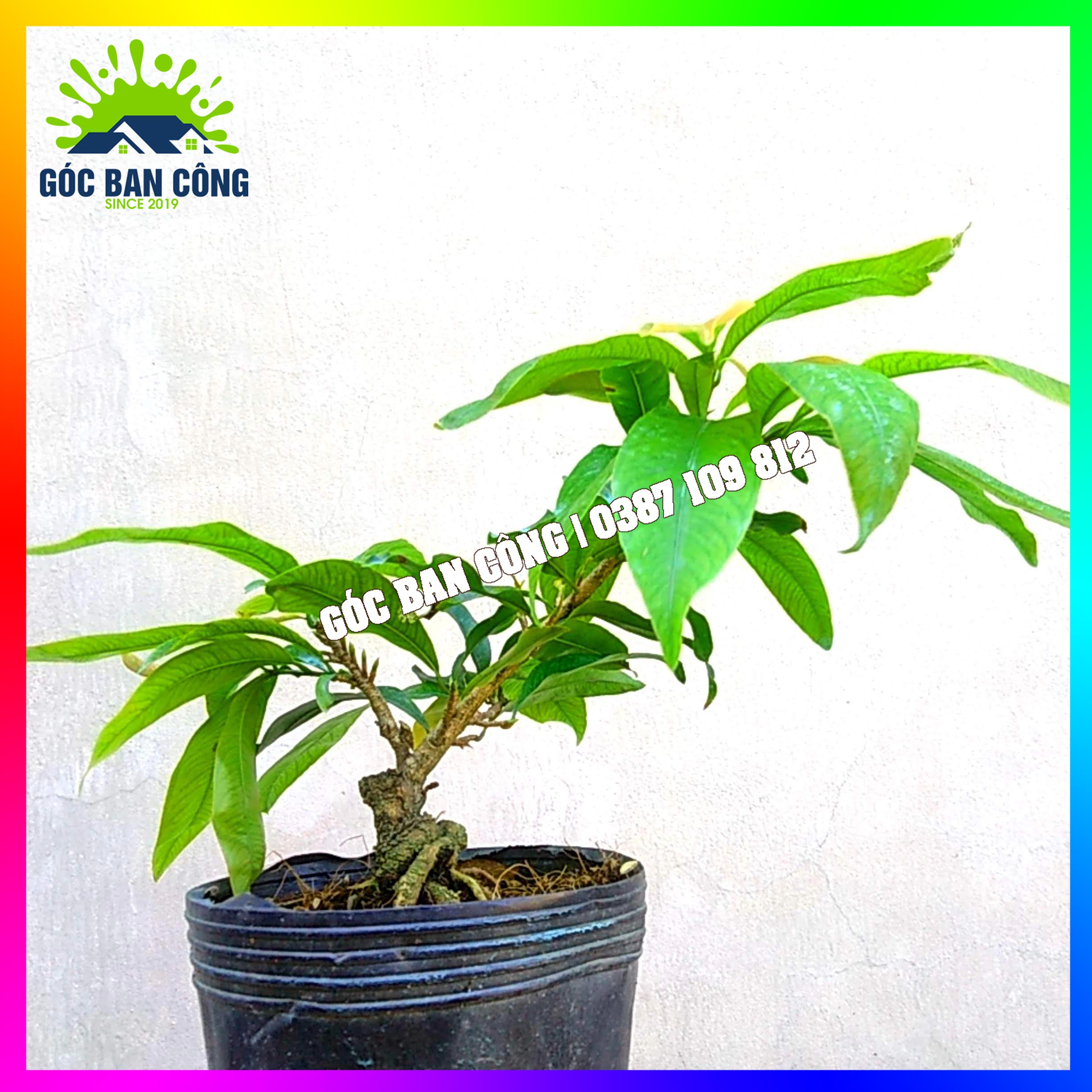Mai Đại Lộc Bonsai Mini