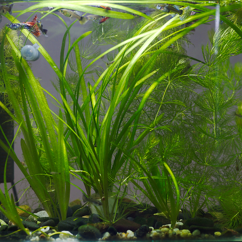 Straight-Stemmed Aquarium Plants (10 Plants)