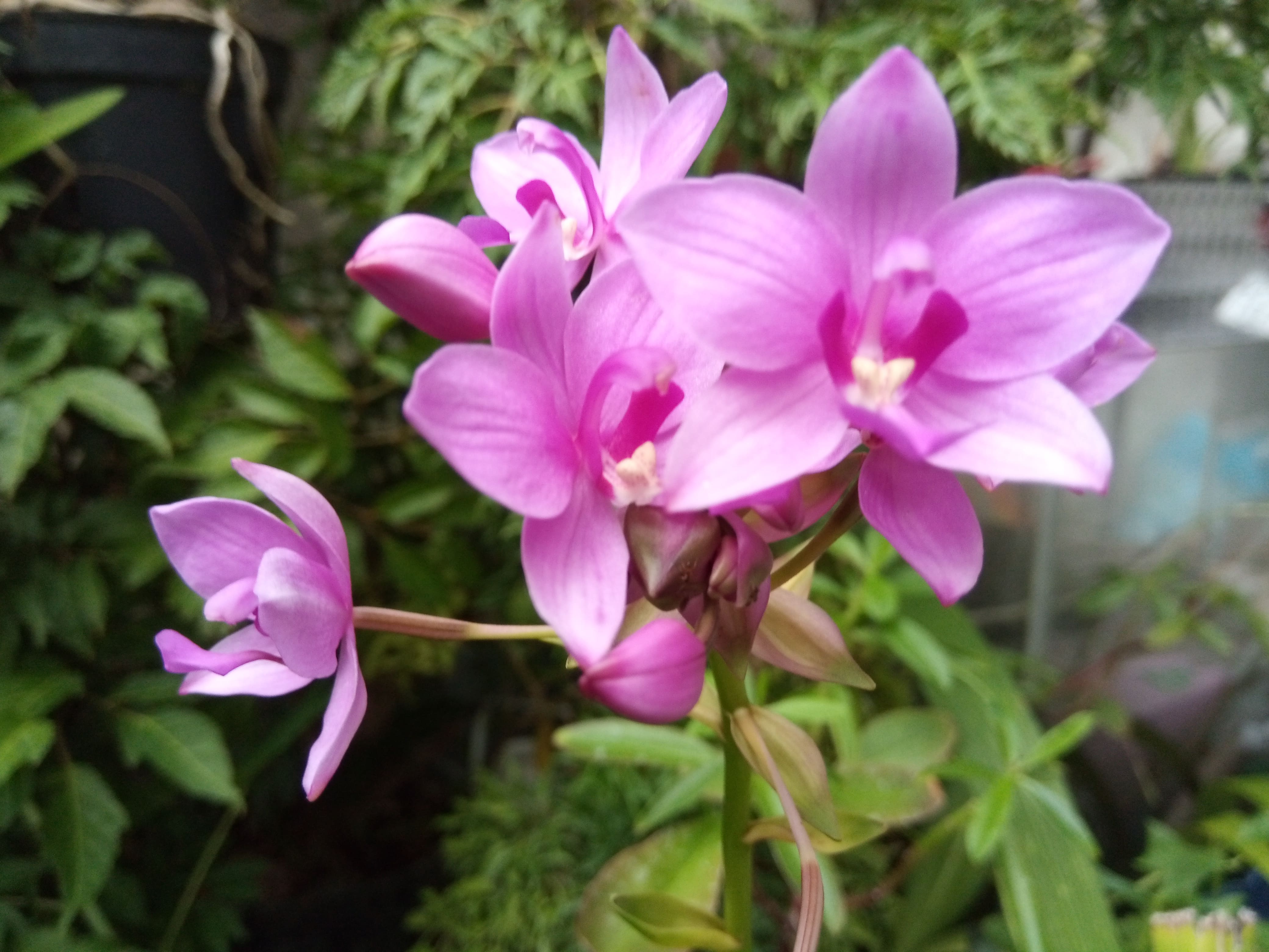 Hoa Địa Lan Chu Đình (Hoa màu tím cao từ 15cm-35cm)