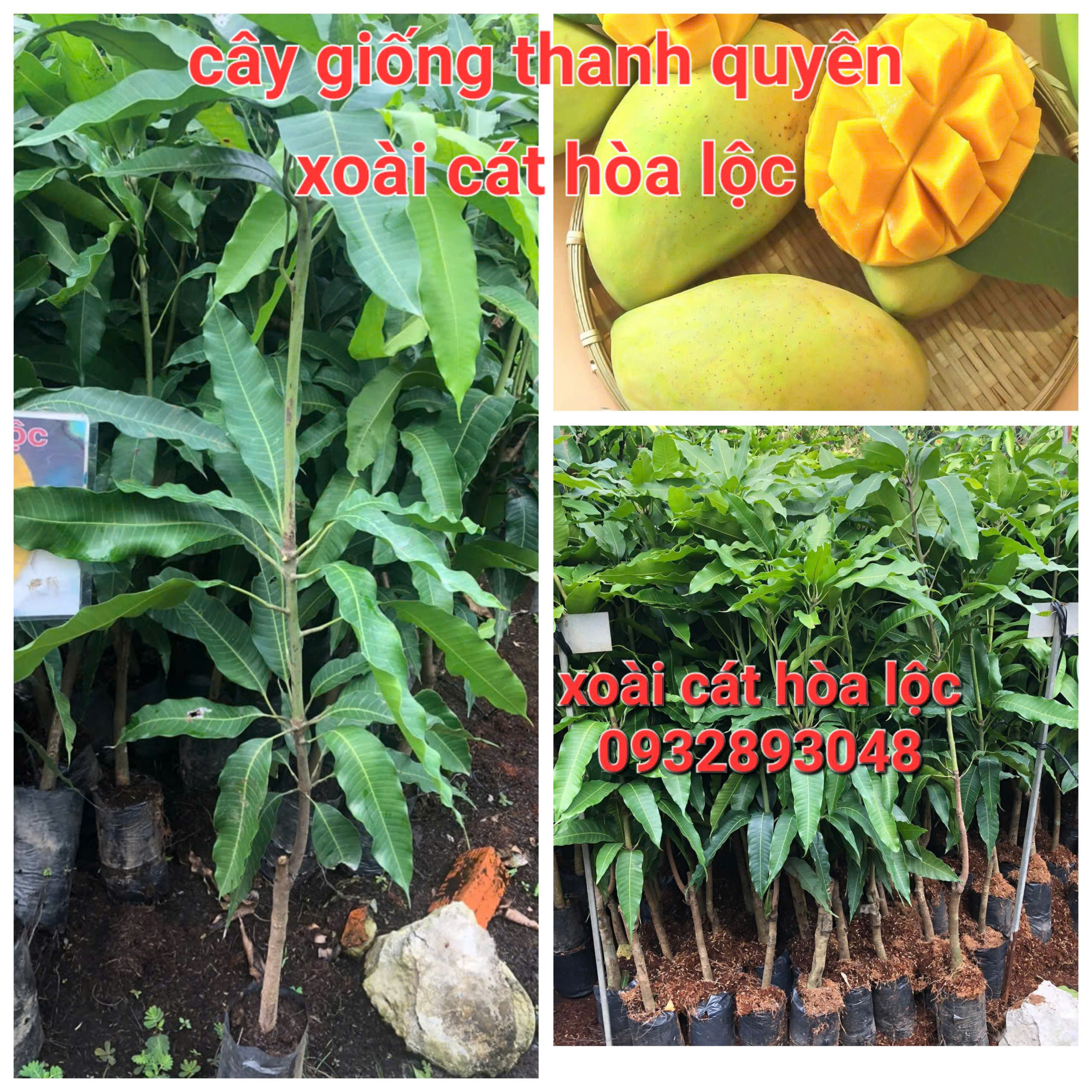 CÂY XOÀI CÁT HÒA LỘC