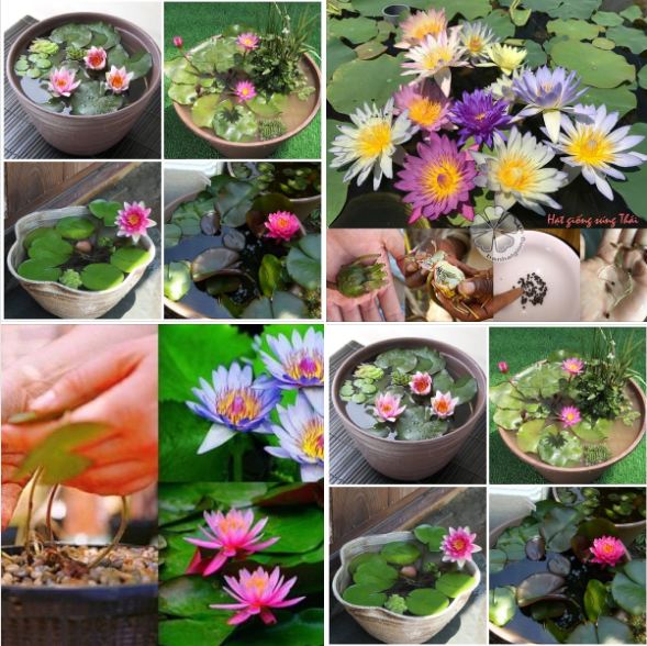 Bộ Hạt Giống Hoa Trồng Thủy Canh ( sen mini 5 hạt + súngthái mini +1 chai dinh dưỡng )