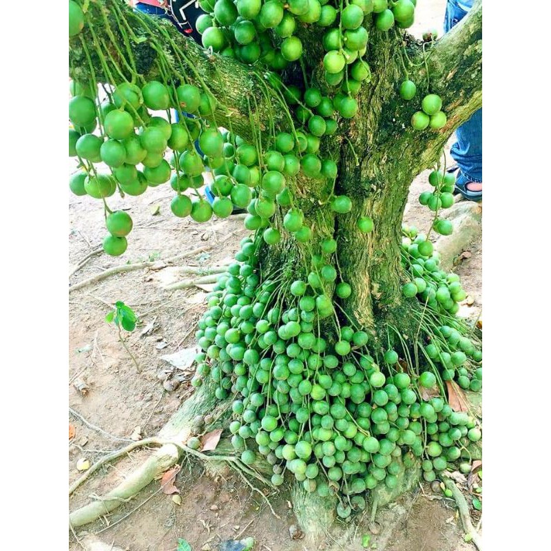 Cây giống dâu da xanh (cây ghép siêu sớm)