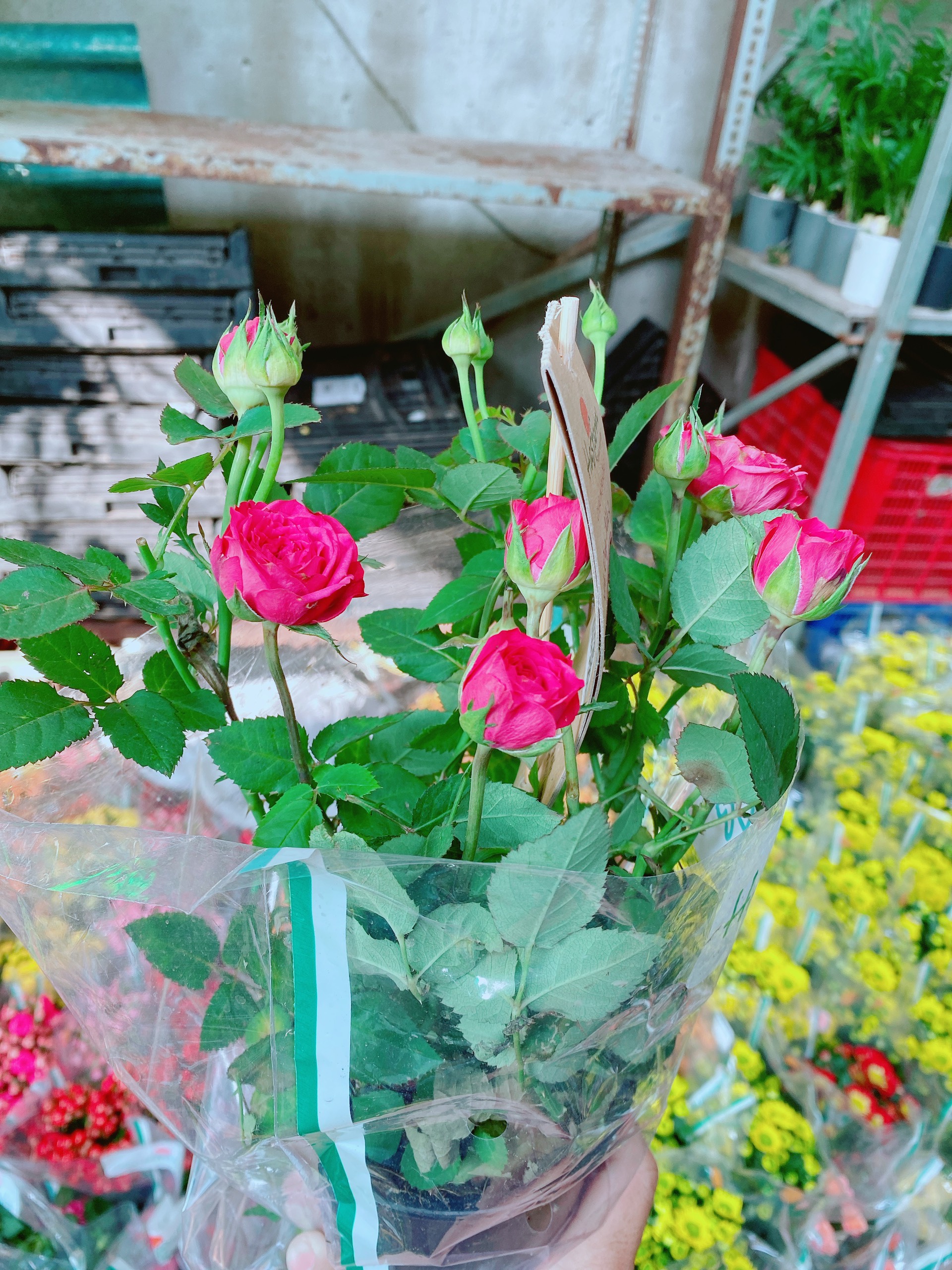 Hoa Hồng Đà Lạt Hồng