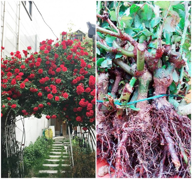 GỐC HỒNG ĐẠI, HỒNG NGOAI RẼ TRẦN