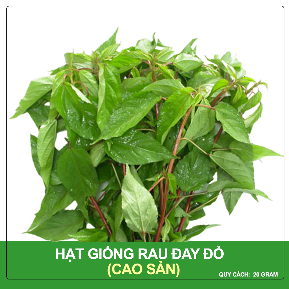 Hạt giống rau đay đỏ phú nông gói 20 gram