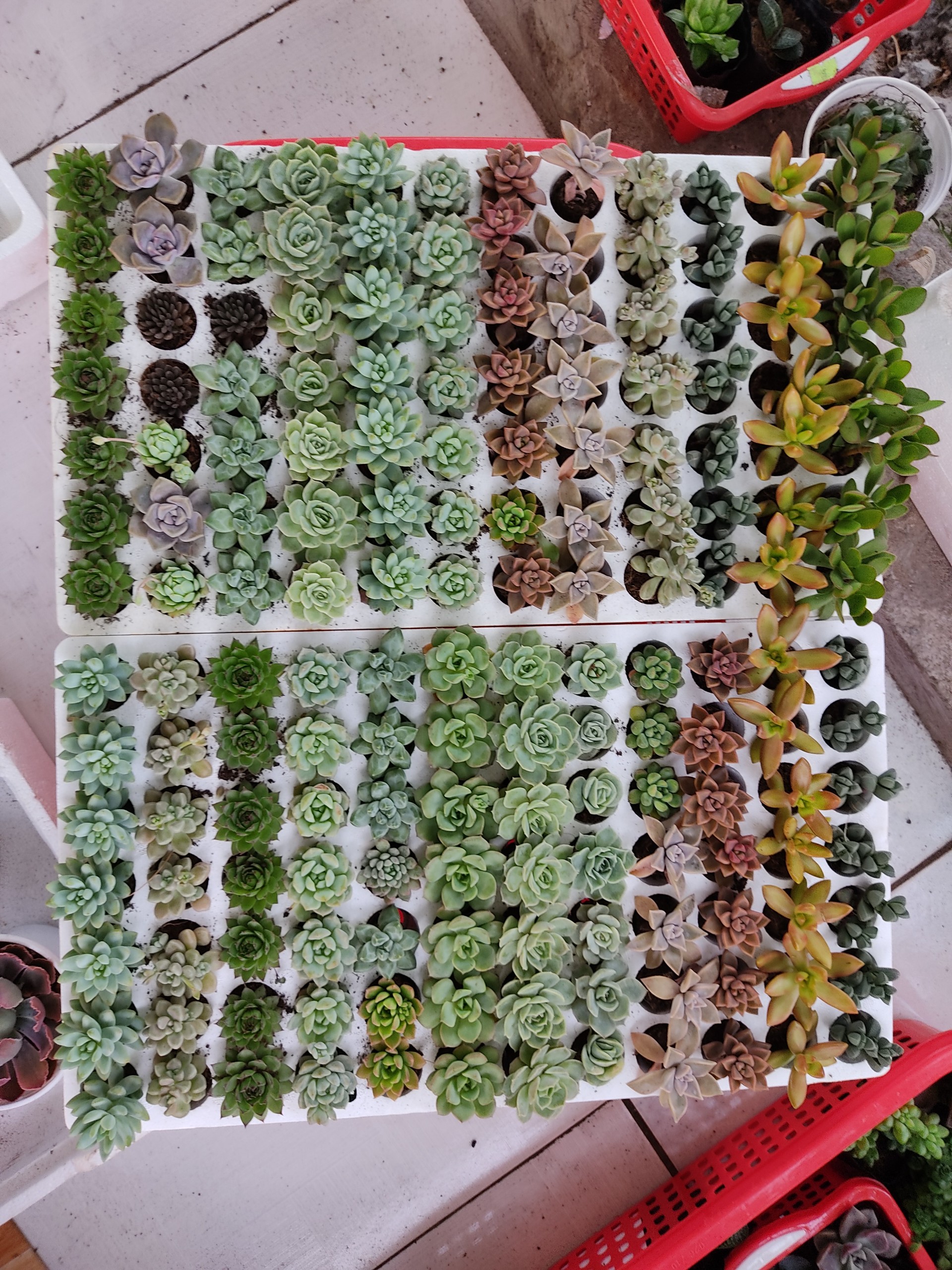 Combo 30 cây sen vỉ (14-20 loại) size vỉ 3-4cm