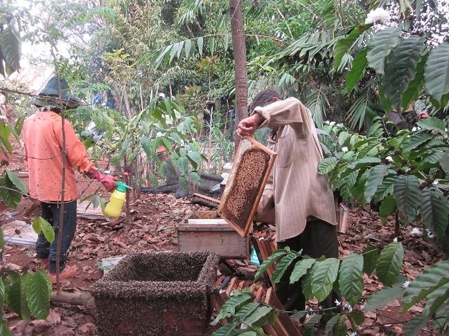 Mật Ong Nguyên Chất ĐăkLak Chai 1L