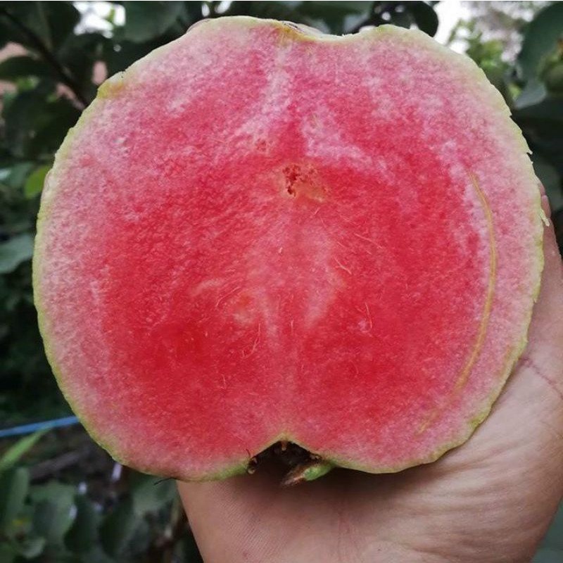 Ổi Ruby Ruột Đỏ